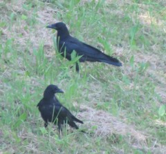 Corvus corone