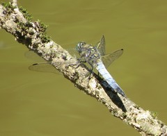Orthetrum cancellatum