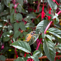 Philanthus triangulum