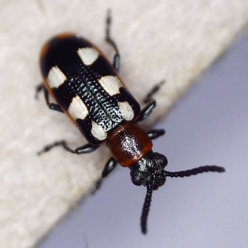 Common Asparagus Beetle photo 3