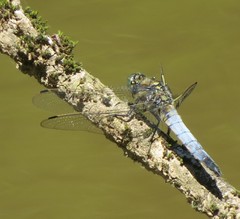 Orthetrum cancellatum