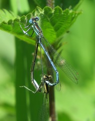 Platycnemis pennipes