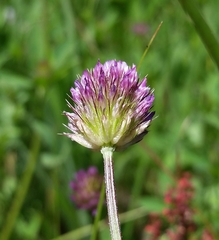 Trifolium ciliolatum