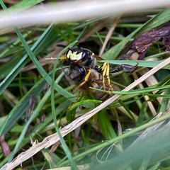 Philanthus triangulum