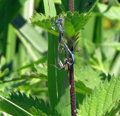 Platycnemis pennipes