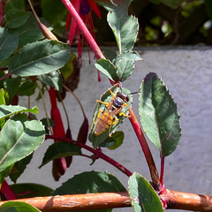 Philanthus triangulum
