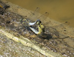 Orthetrum cancellatum