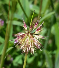 Trifolium ciliolatum