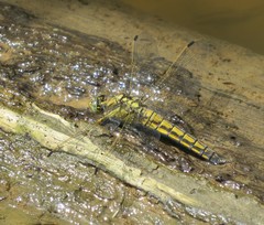 Orthetrum cancellatum