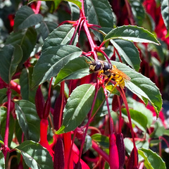 Philanthus triangulum