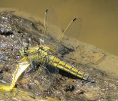 Orthetrum cancellatum