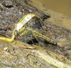 Orthetrum cancellatum