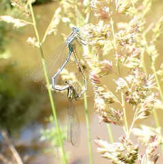 Platycnemis pennipes