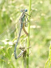 Platycnemis pennipes