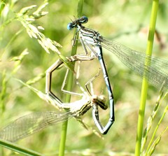 Platycnemis pennipes
