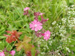 Silene dioica