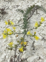 Linaria cretacea