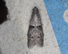 Wockia asperipunctella