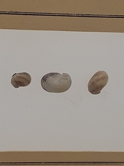 Theodoxus fluviatilis