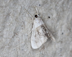 Lipocosmodes fuliginosalis