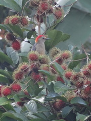 Melanerpes aurifrons