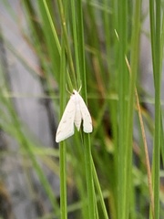 Protodeltote albidula