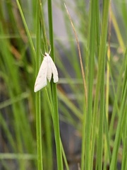 Protodeltote albidula