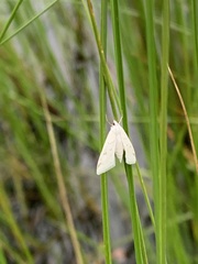Protodeltote albidula
