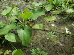 Echinodorus cordifolius