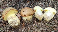 Butyriboletus subappendiculatus