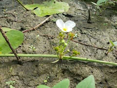 Echinodorus cordifolius