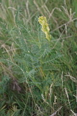 Astragalus asper