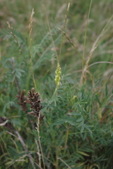 Astragalus asper