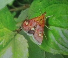 Pyrausta aurata