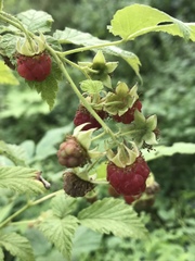 Rubus idaeus