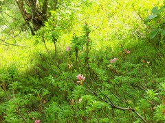 Rhododendron hirsutum