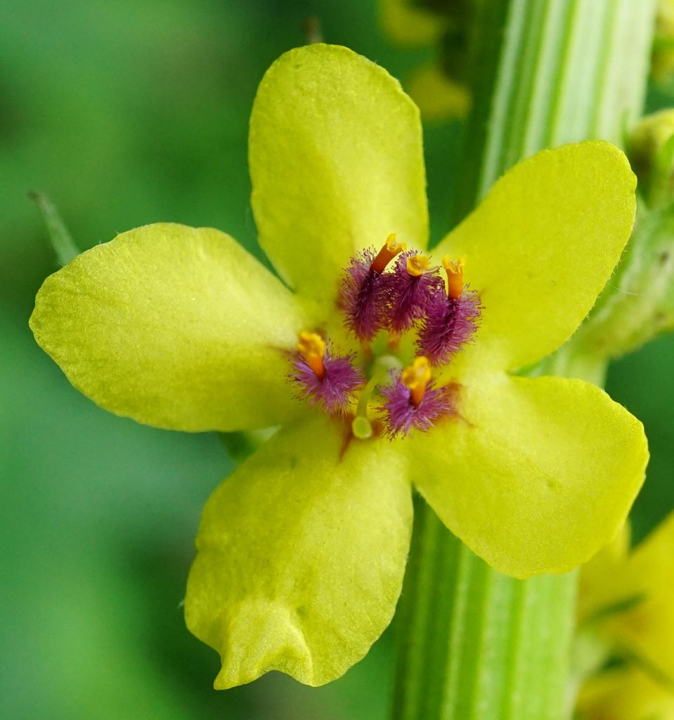 Dark mullein (Verbascum nigrum)