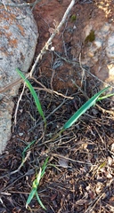 Eriospermum lanceifolium