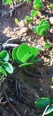 Senecio ruwenzoriensis