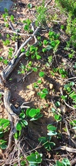 Senecio ruwenzoriensis