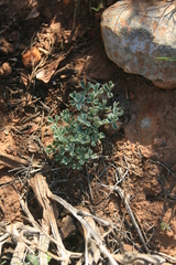 Oxalis imbricata cuneifolia