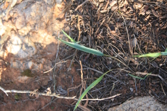 Eriospermum lanceifolium