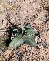 Ledebouria revoluta