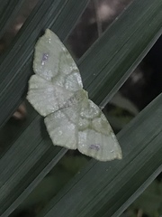 Himeromima aulis