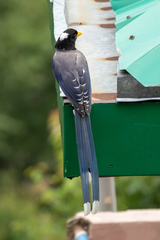 Urocissa flavirostris