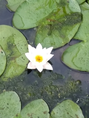 Nymphaea candida