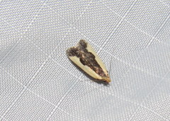 Dichomeris inserrata