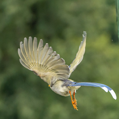 Urocissa flavirostris