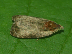 Olethreutes inornatana