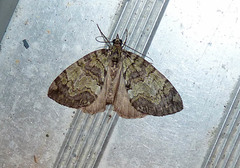 Hydriomena renunciata